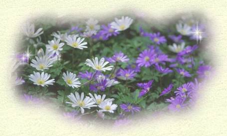 daises